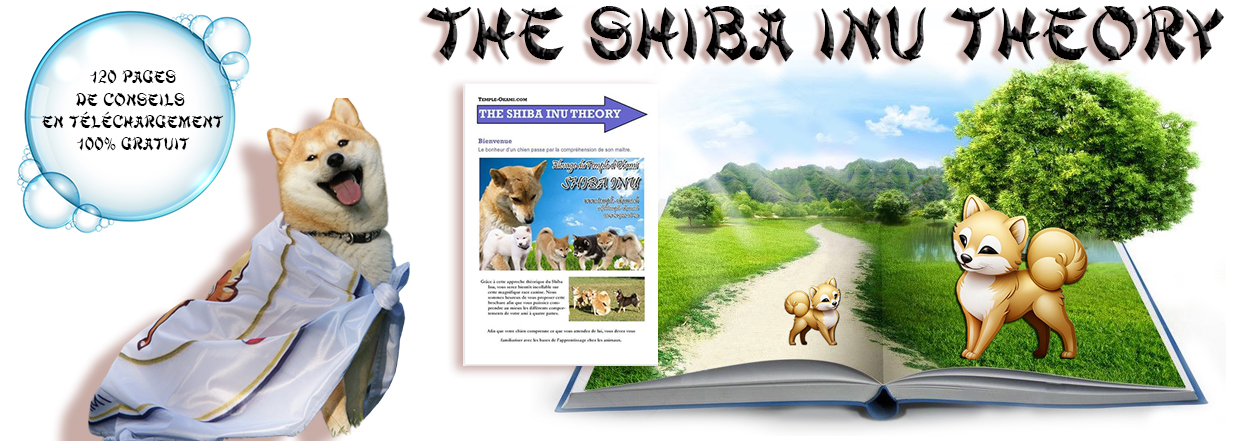 éducation shiba inu