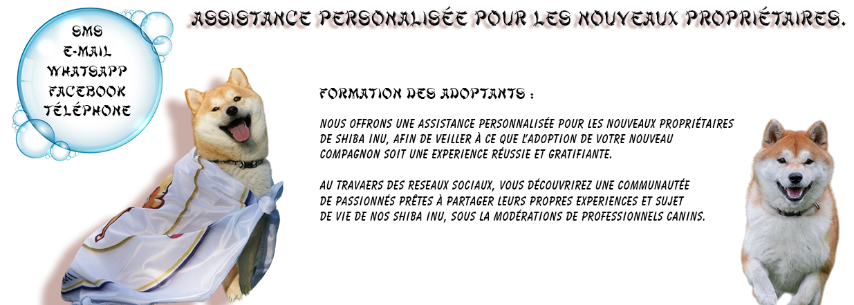 école chiot shiba inu