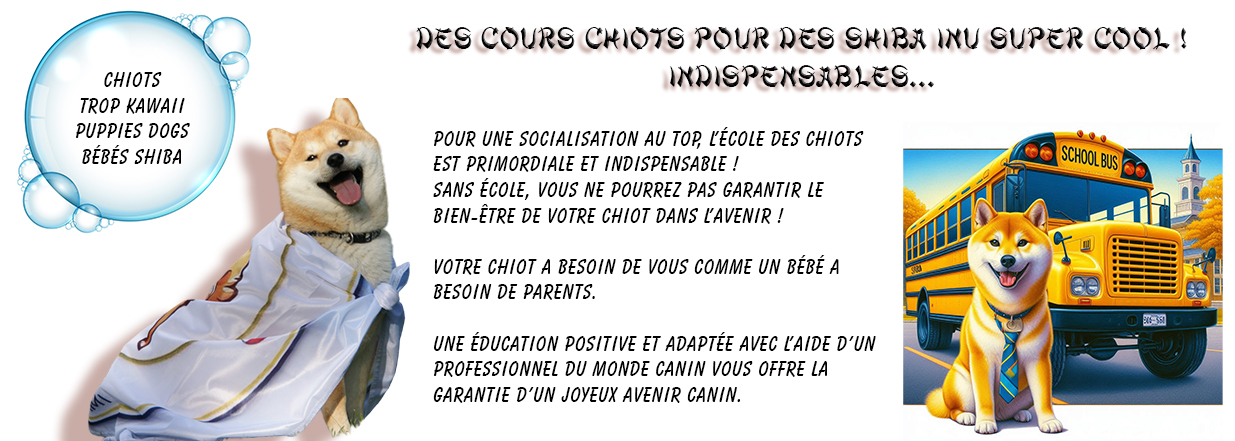 apprentissage du shiba inu